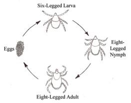 life cycle